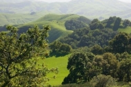 trees;Pastoral;Green;grass;Hilltop;Outdoor;Hills;Hillock;Mountainous;Peaceful;tr